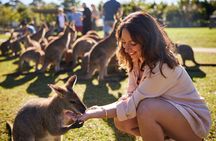 Wildlife, waterfalls and wine full day guided tour from Sydney