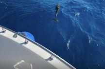 Elite VIP Snorkeling Cruise with BBQ and Seafood Lunch from Hurghada
