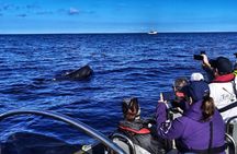 Whale watching in Terceira