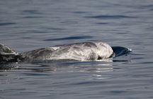 Whale watching in Terceira