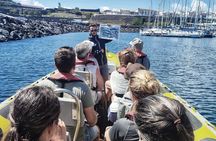 Whale watching in Terceira