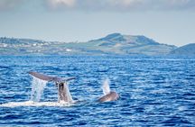 Whale watching in Terceira