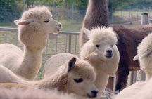 Alpaca and llama hike in Mödling Vienna