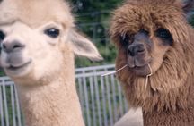 Alpaca and llama hike in Mödling Vienna