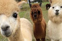 Alpaca and llama hike in Mödling Vienna