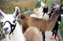 Alpaca and llama hike in Mödling Vienna