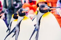 Guided Trip to Asahiyama Zoo, Furano, Biei Blue Pond, Ningle Terrace