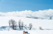 Guided Trip to Asahiyama Zoo, Furano, Biei Blue Pond, Ningle Terrace