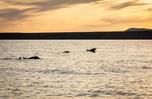 Lanzarote sunset cruise with dolphin watching