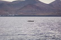 Private sunset cruise with dolphin watching in Lanzarote