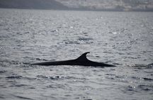 Lanzarote whale and dolphin watching experience