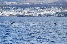 Lanzarote whale and dolphin watching experience