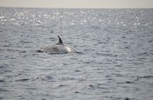 Lanzarote whale and dolphin watching experience