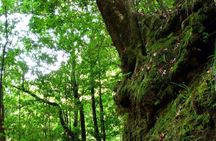 Full-day Levada do Rei walking tour to Ribeiro Bonito