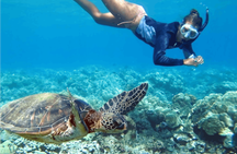 Bali Blue Lagoon snorkeling with transport and lunch