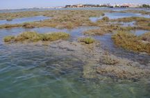 Ria Formosa 1-hour boat tour