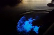 Guided sunset tour with bioluminescent plankton night kayaking