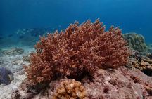 Snorkel Adventure in Koh Rok and Koh Haa from Khao Lak