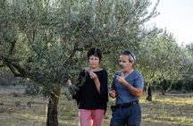 Terrasses du Larzac half day olive oil mill experience