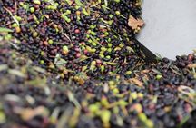 Terrasses du Larzac half day olive oil mill experience