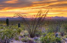 Saguaro National Park and Mt. Lemmon Self-Guided Audio Tour
