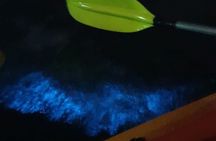Guided sunset tour with bioluminescent plankton night kayaking