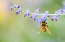 Discover the Products of Beekeeping in Oristano