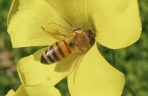 Discover the Products of Beekeeping in Oristano