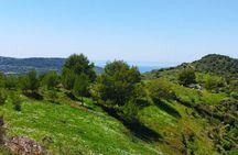 Discover the Products of Beekeeping in Oristano