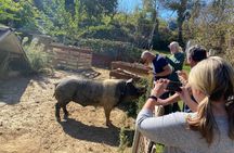 Siena, Cortona, Montepulciano and Val D'Orcia Semi-Private Guided Tour