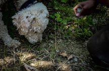 Truffle Hunting with Tasting in Gavi