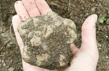 Truffle Hunting with Tasting in Gavi