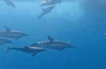 Boat Tour with Snorkeling, Waterslide, Activities, and Lunch