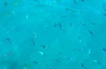 Amalfi Coast Snorkeling Half-Day Group Tour from Positano