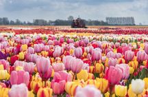 Tulip and Keukenhof Private Experience from Amsterdam