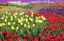 Private Sightseeing Tour to the Keukenhof, Windmills and Cheese Farm