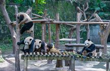 Private Guided Tour to Temple of Heaven, Panda House and Summer Palace