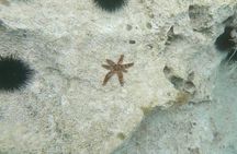 Snorkeling in Cala Gonone in the Orosei Gulf