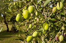 EVO oil tasting experience in Oristano with farm tour