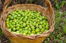EVO oil tasting experience in Oristano with farm tour