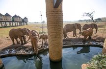 Ngutuni and Salt Lick two-day safari from Mombasa