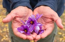 Guided Tour of a Saffron Laboratory with Tasting in Olmedo