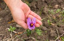 Guided Tour of a Saffron Laboratory with Tasting in Olmedo