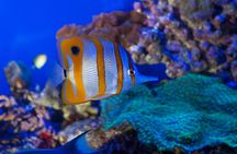 Aquarium of Genoa With Fantacinema Museum tickets