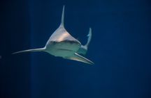 Aquarium of Genoa With Christopher Columbus' House Tickets