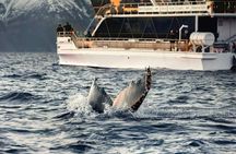 Silent whale watching tour by boat
