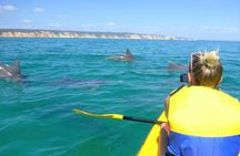 Noosa Double Island Point Wildlife adventure private day tour