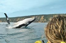 Noosa Double Island Point Wildlife adventure private day tour