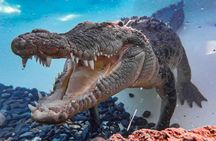 Wildlife, Daintree, Mossman Gorge and Saltwater Crocodiles