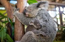 Wildlife, Daintree, Mossman Gorge and Saltwater Crocodiles